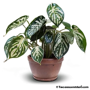 Satin Pothos Identification Guide Png 06272024 PNG image