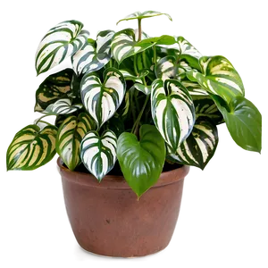 Satin Pothos Identification Guide Png 33 PNG image