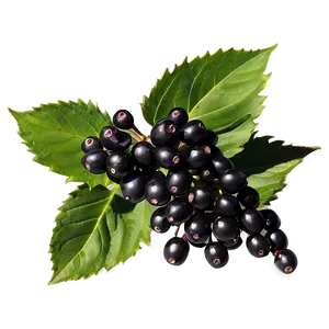 Satisfying Elderberry PNG 05232024