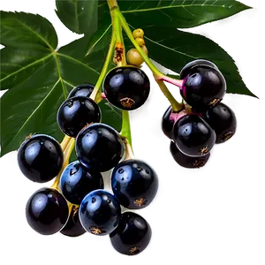 Satisfying Elderberry PNG Djn11
