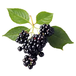 Satisfying Elderberry PNG Fng