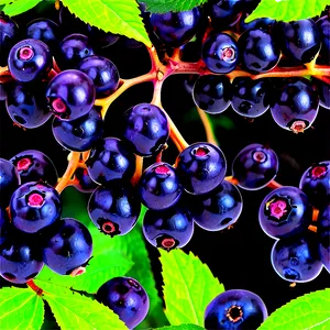 Satisfying Elderberry PNG Qor73