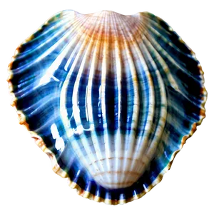 Scallop Shell Image Png Skk PNG image