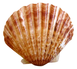 Scallop Shell Isolated.png PNG image