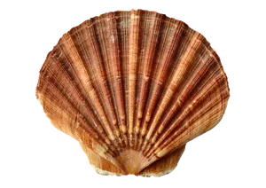Scallop Shell Texture PNG image