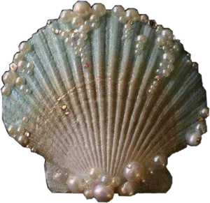 Scalloped Clam Shell PNG image