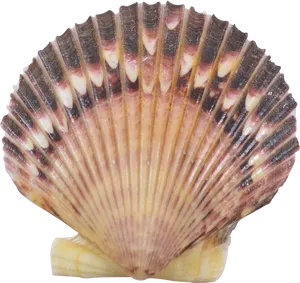Scalloped Seashell Texture