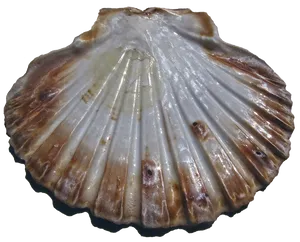 Scalloped Shell Texture.png PNG image