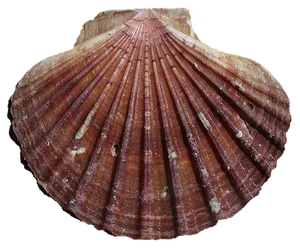 Scalloped Shell Texture PNG image