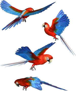 Scarlet_ Macaws_ In_ Flight PNG image