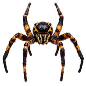 Scary Spider Png Mun PNG image