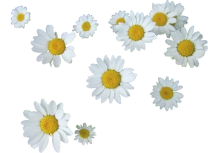 Scattered Daisies Transparent Background PNG image