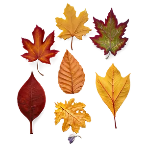Scattered Fall Leaves PNG Llr PNG