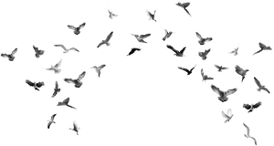 Scattered_ Flock_ In_ Flight.png PNG
