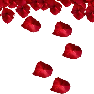 Scattered Rose Petals PNG Xjr PNG