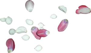 Scattered Rose Petalson Grey Background PNG
