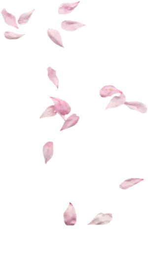 Scattered Rose Petalson Teal Background.png PNG image