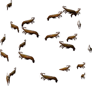 Scattered Shrimp Pattern