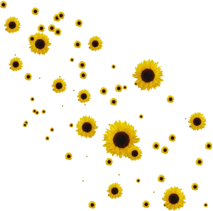 Scattered Sunflowerson Teal Background PNG image