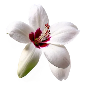 "scent Of Serenity: Beautiful Flower PNG" C