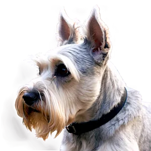 Schnauzer Ear Styles PNG 06262024 PNG