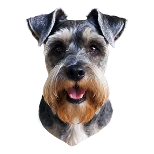 Schnauzer Face Closeup PNG Hja PNG