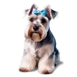 Schnauzer Grooming Style PNG 06262024