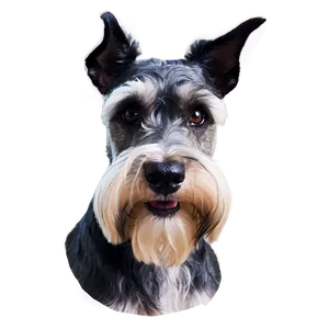 Schnauzer Head Tilt PNG 06262024 PNG