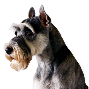 Schnauzer Head Tilt PNG 43