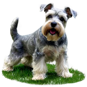 Schnauzer In Grass Png 93 PNG image