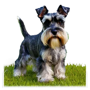 Schnauzer In Grass PNG Nvo