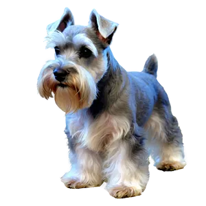 Schnauzer In Grass PNG Vig67