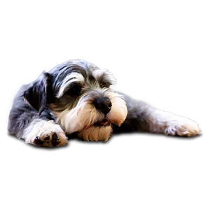 Schnauzer Nap Time Png 16 PNG image