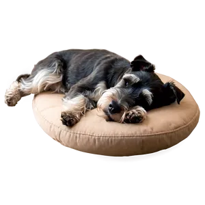 Schnauzer Nap Time PNG Tok28 PNG