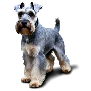 Schnauzer On A Walk PNG 06262024