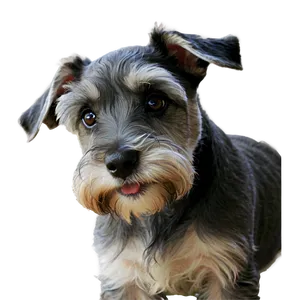 Schnauzer Puppy Eyes PNG 06262024
