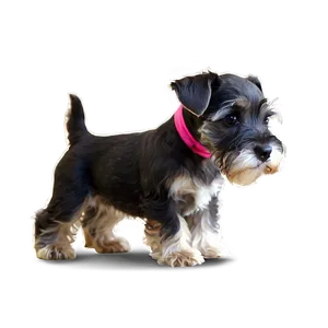 Schnauzer Puppy Eyes PNG 19