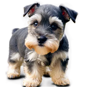 Schnauzer Puppy Eyes PNG Rsx93 PNG
