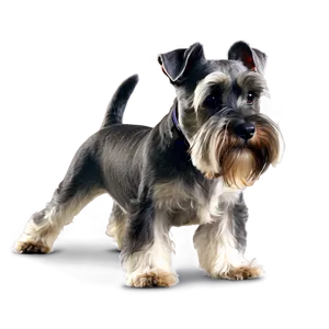 Schnauzer Sitting Pose PNG Uwv PNG