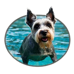 Schnauzer Swimming PNG 06262024