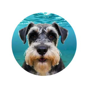 Schnauzer Swimming Png Mhl51 PNG image