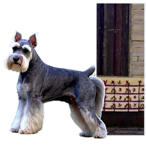 Schnauzer Winter Coat PNG 45