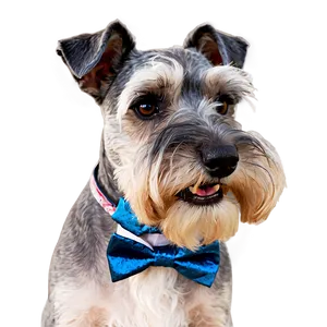 Schnauzer With Bowtie PNG 6