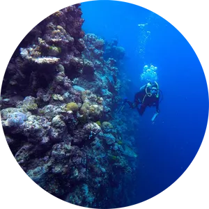 Scuba Diver Exploring Coral Reef PNG image