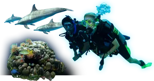 Scuba Diversand Marine Life Adventure PNG image