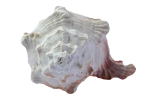 Sculptural Sea Shell PNG image