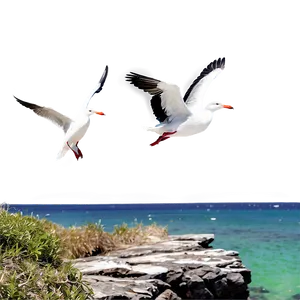 Sea Birds On Cliff Png 85 PNG image