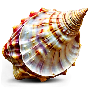 Sea Conch Shell Clipart Png 06132024 PNG image