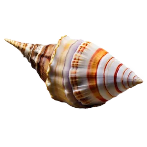 Sea Conch Shell Clipart Png Jre PNG image