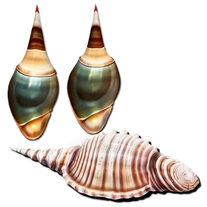 Sea Life Seashell Clipart PNG 62